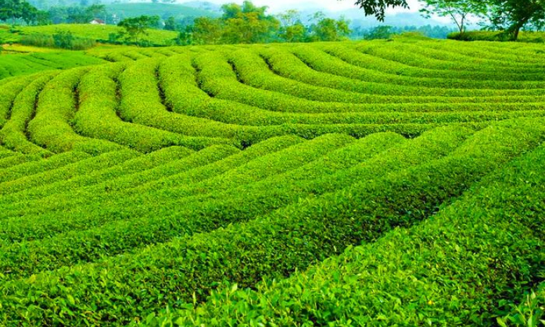 Vietnam ranks 7th worldwide in tea production