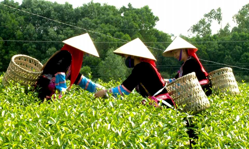 Improving economic values of tea production in Hai Ha district