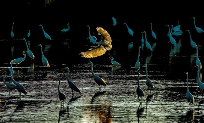 'Morning of the Storks' wins photo contest on Việt Nam’s wetland