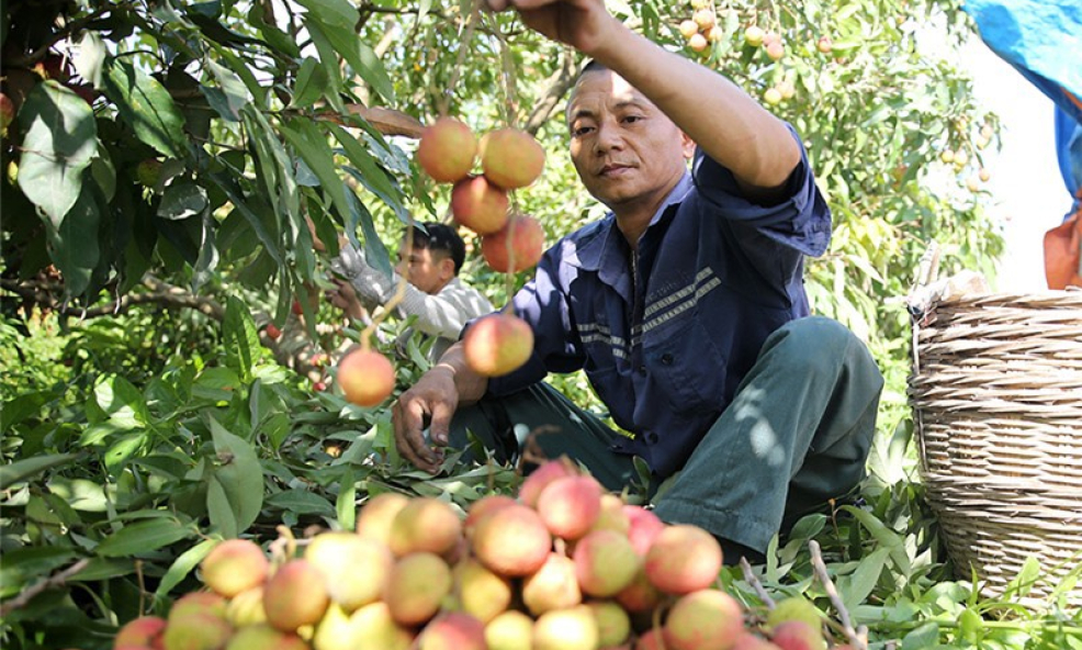 Đảng bộ phường Phương Nam: Học và làm theo Bác trở thành việc làm thường xuyên