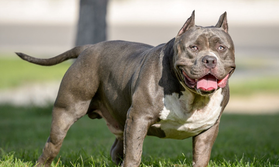 Một người phụ nữ ở Thanh Hóa bị chó Pitbull cắn chết