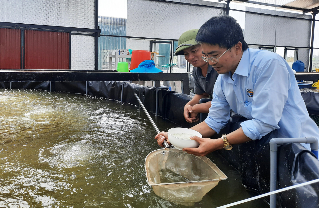 Mô hình nuôi tôm trong nhà của người dân phường Yên Thanh, TP Uông Bí cho hiệu quả kinh tế.