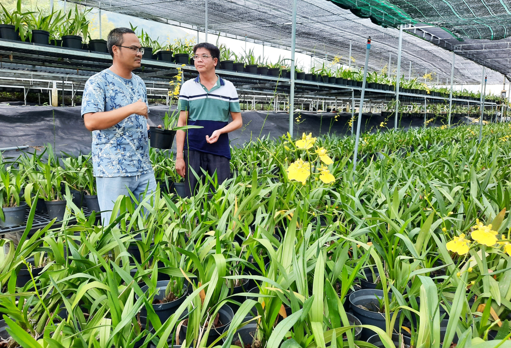 Doanh nghiệp trồng thành công hoa lan trên vùng lạnh Cao Sơn, Bình Liêu.