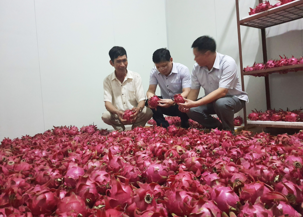 Nông dân phường Phương Đông đầu tư kho lạnh để bảo quản sản phẩm thanh long ruột đỏ.