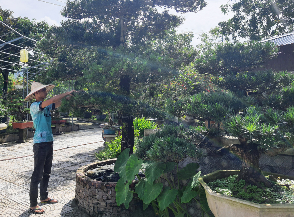 Nhân viên Công ty cổ phần môi trường và công trình đô thị Uông Bí cắt tỉa cây cảnh tại Công viên Sinh Viên.