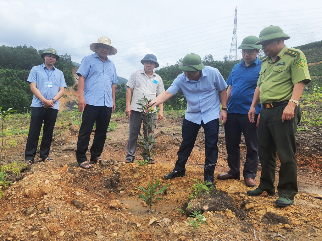 Lãnh đạo TP Uông Bí thăm mô hình rừng trồng xen cây giổi, mắc ca và cây đinh lăng tại thôn Tập Đoàn, xã Thượng Yên Công.