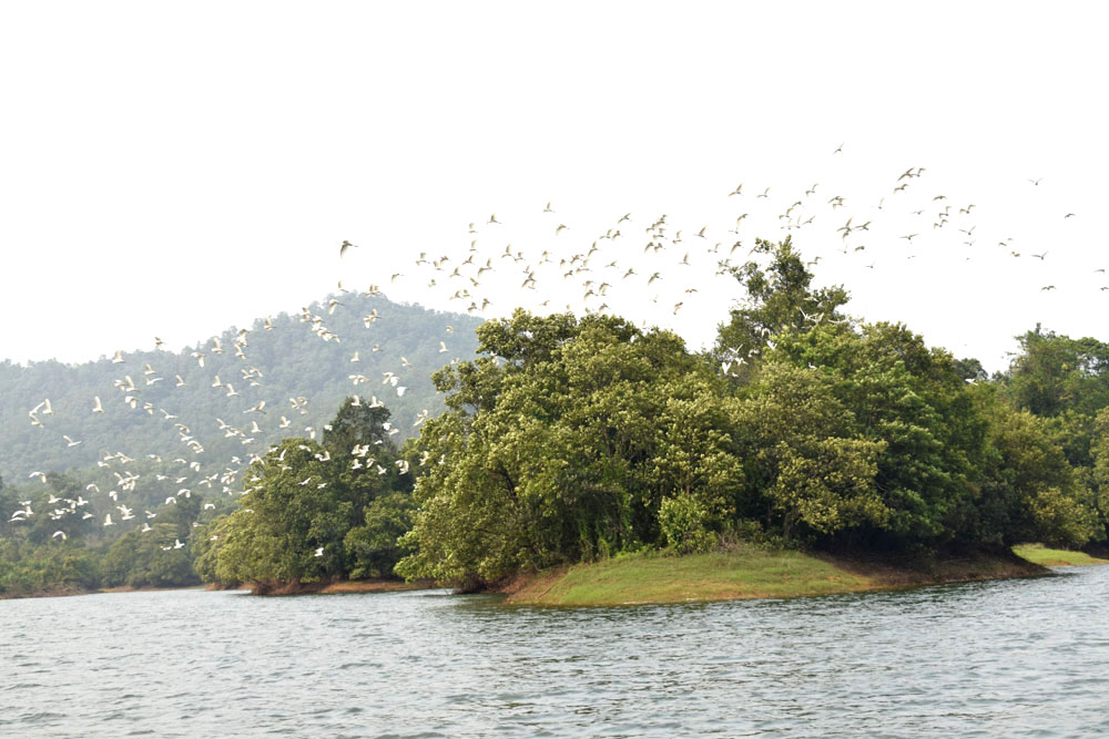 Hồ Trúc Bài Sơn là nơi trú ngụ của nhiều đàn cò