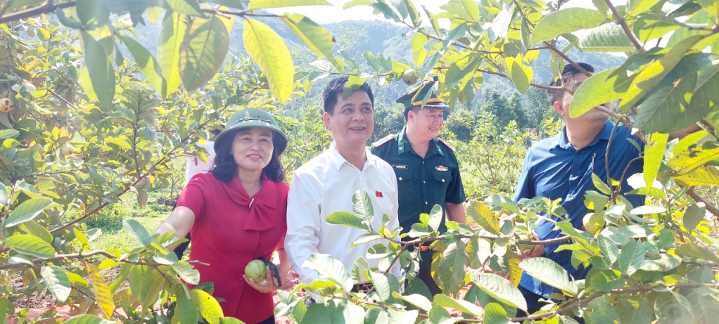 Thăm vườn mẫu trồng ổi do Đồn Biên phòng Pò Hèn (Bộ Chỉ huy Bộ đội Biên phòng Quảng Ninh) hỗ trợ người dân để phát triển kinh tế