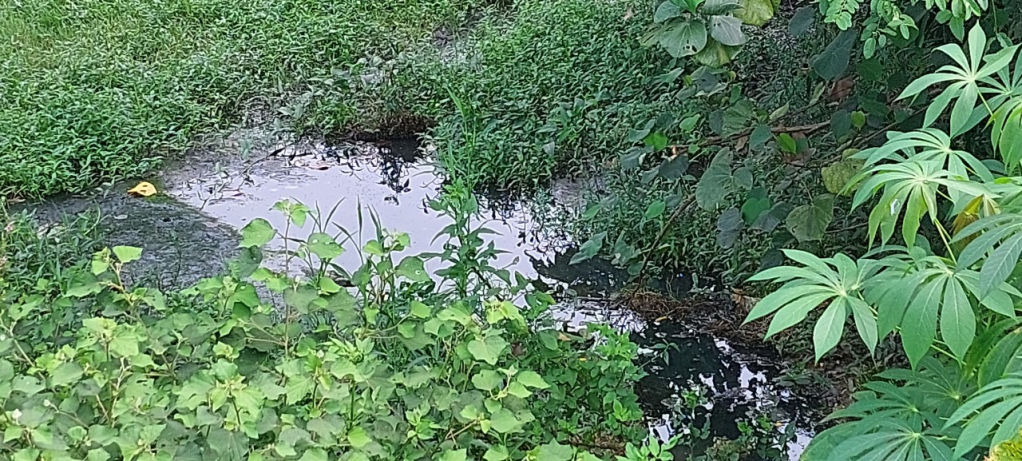 Nước thải chăn nuôi xả trực tiếp ra các bãi đất trũng dọc 2 bên tuyến đường liên xã Vĩnh Thực-Vĩnh Trung, đoạn qua Đội 9, thôn 3, xã Vĩnh Thực gây ô nhiễm môi trường.