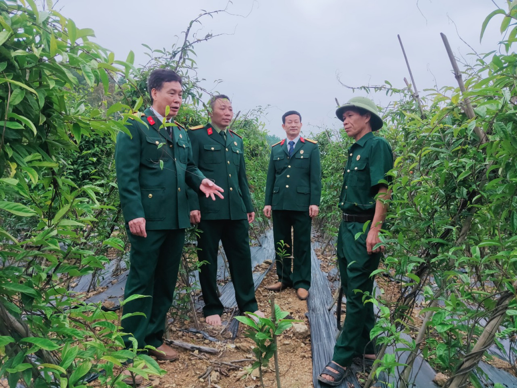 Hội CCB huyện Ba Chẽ tổ chức tham quan, học tập mô hình trồng ba kích tím của CBB Lý Văn Hếnh (thôn Nam Hả Trong, xã Nam Sơn), tháng 12/2021.