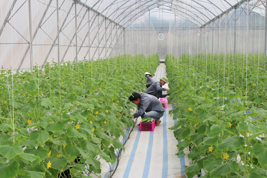 Trồng trọt, chăn nuôi có sự chuyển dịch mạnh mẽ, tích cực áp dụng các tiến bộ KHKT mới vào sản xuất, từng bước hình thành những vùng sản xuất tập trung. Ảnh: Mô hình trồng rau sạch trong nhà màng của Công ty CP TM&XD Đầm Hà, tại xã Quảng Tân.