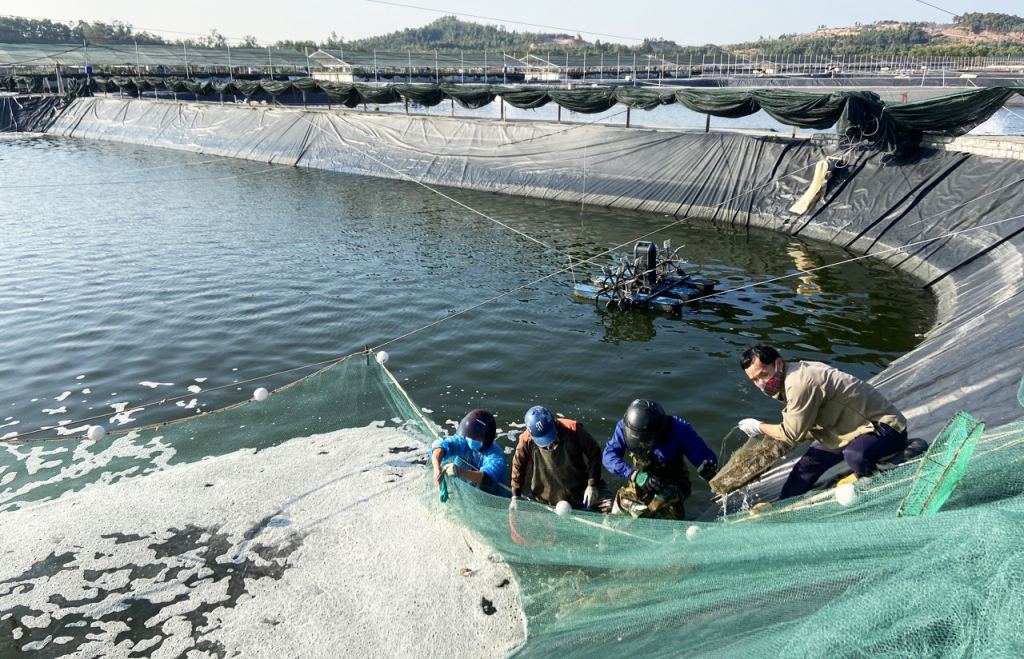Công ty CP Thủy sản Tân An thu hoạch  tôm vụ Đông 2021- 2022. Ảnh: Hoàng Quỳnh