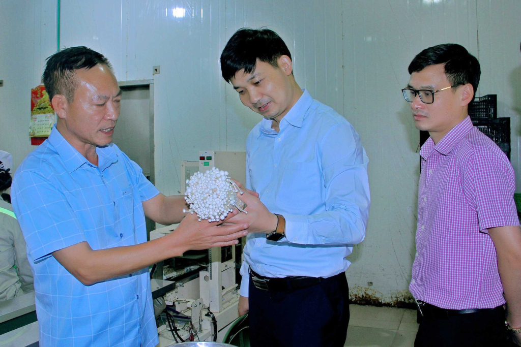 Đột phá mô hình nông nghiệp đô thị xanh