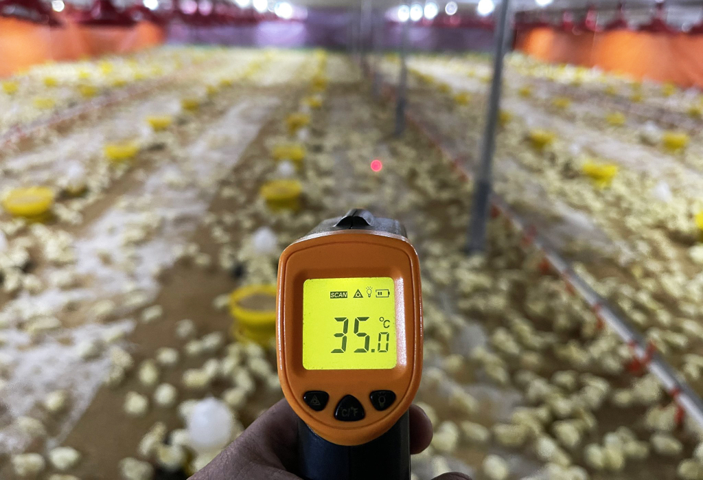 Thiết bị đo, báo nền nhiệt được sử dụng trong chuồng gà giống thuộc trại gà công nghệ cao Tôn Quyền (xã Thượng Yên Công, TP Uông Bí).