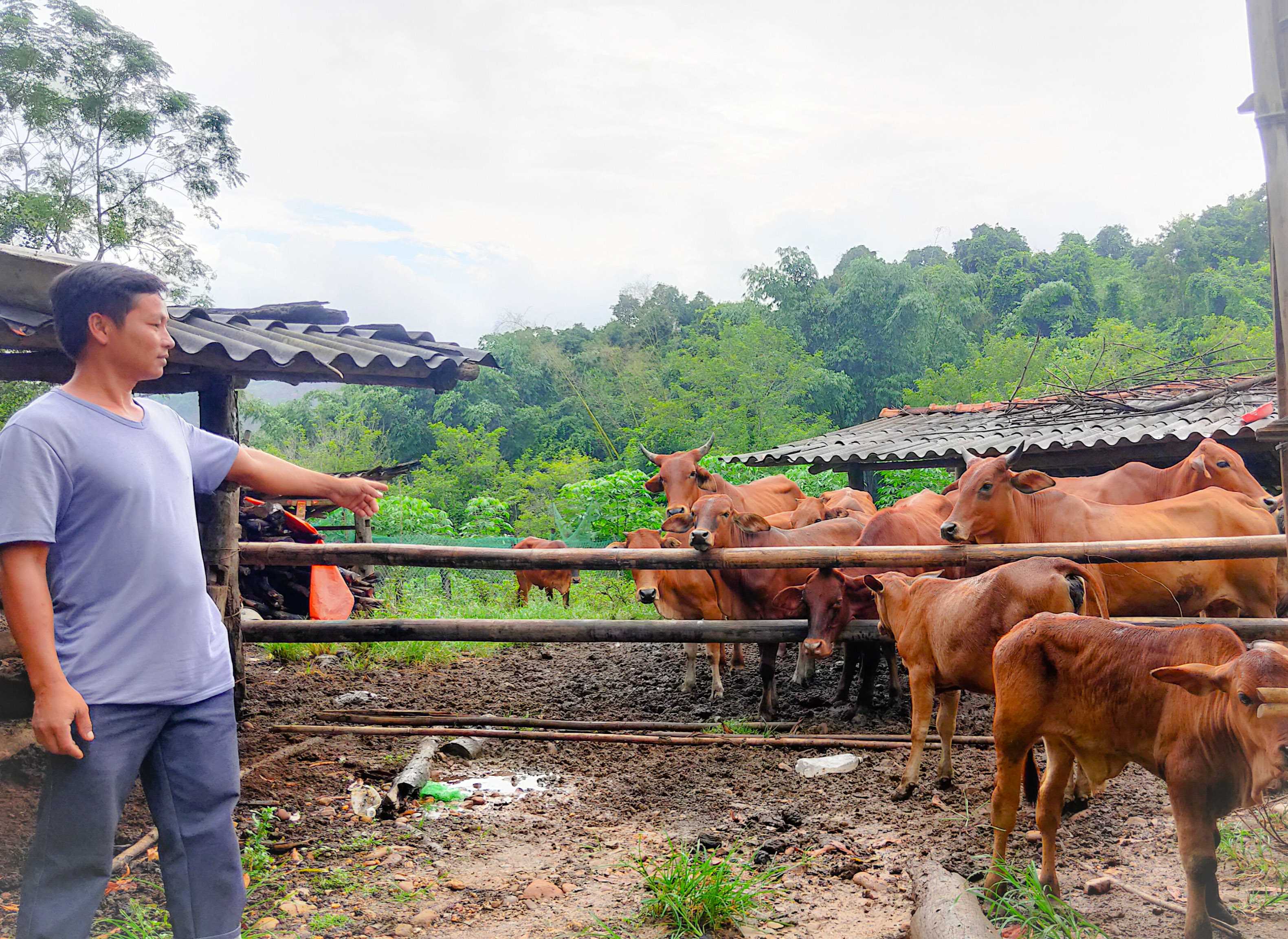 Mô hình chăn nuôi bò thịt của 7 hộ dân thôn Làng Dạ, xã Thanh Lâm ngày càng đem lại hiệu quả kinh tế cao.