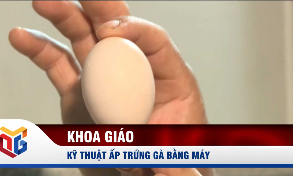 Kỹ thuật ấp trứng gà bằng máy