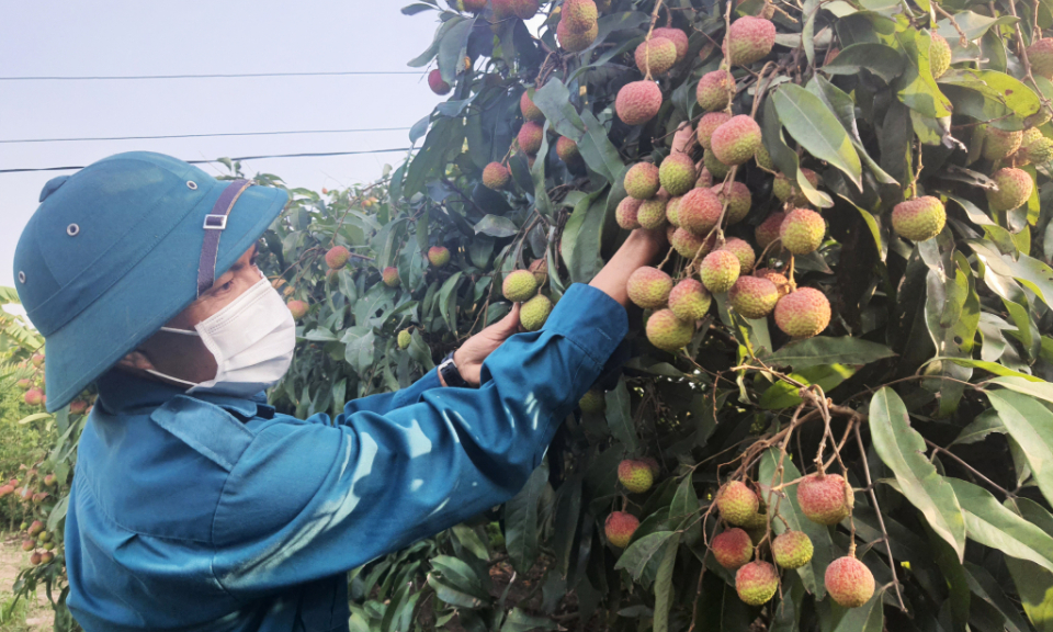 Xây dựng vùng vải chín sớm đáp ứng tiêu chuẩn xuất khẩu