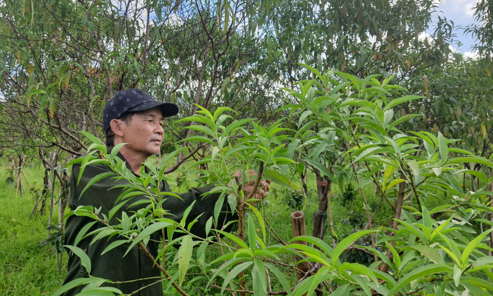 Người nông dân giỏi ở chân núi Yên Tử