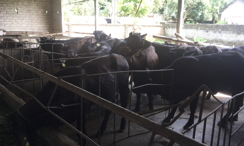 Nhân rộng nhiều mô hình khuyến nông tốt