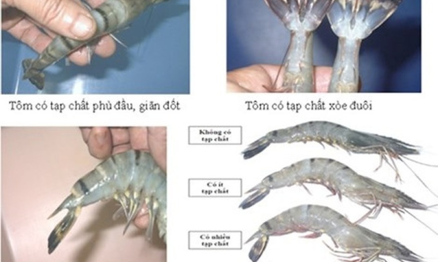 Cách nhận biết tôm, cá "ngậm" hóa chất