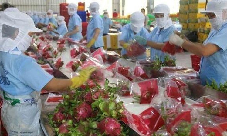 Vietnamese fruits successfully enter challenging markets: Malaysian news agency