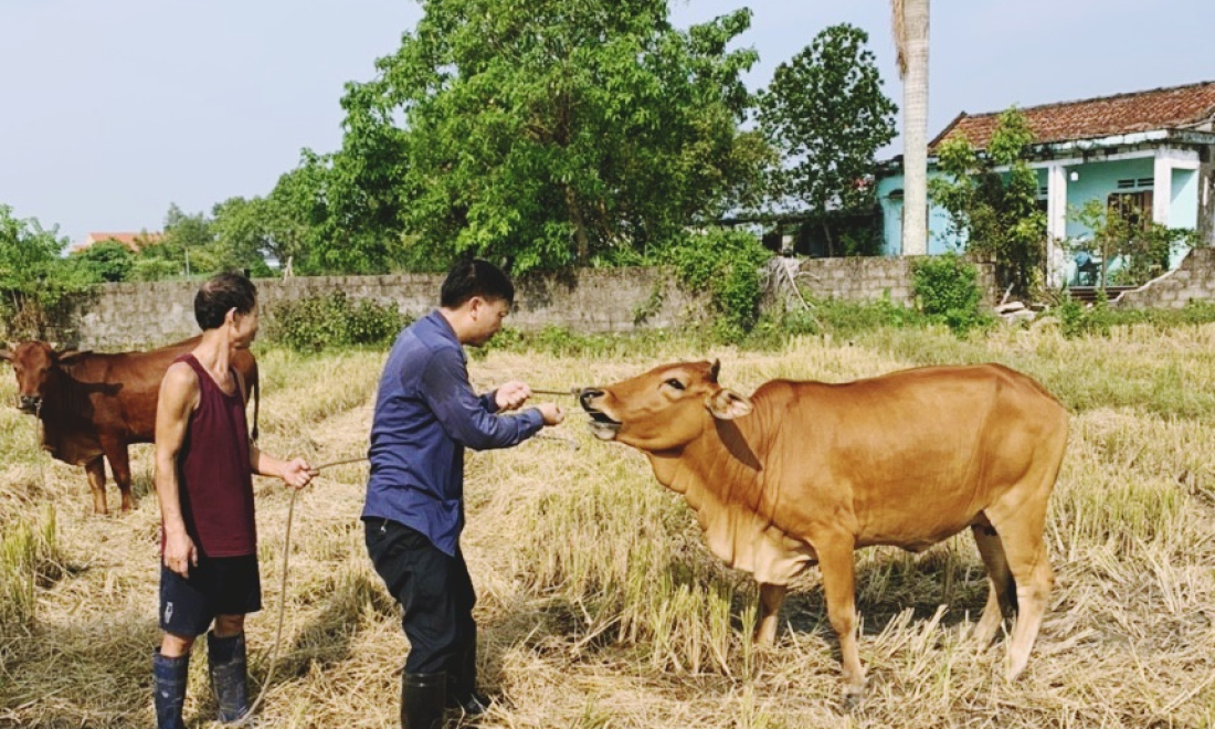 TP Móng Cái: Chủ động phòng dịch bệnh trên gia súc, gia cầm