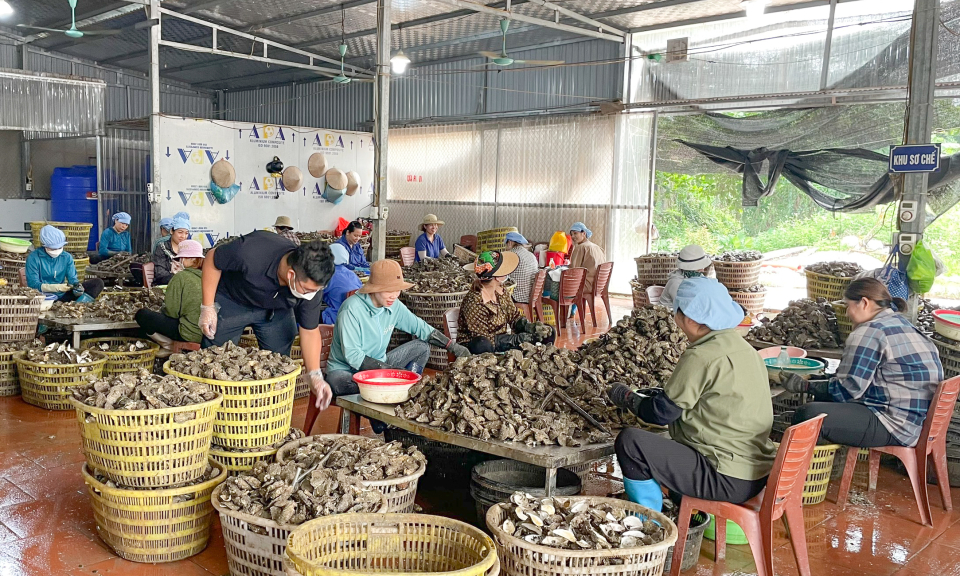 Doanh nhân trẻ làm giàu từ hàu sữa