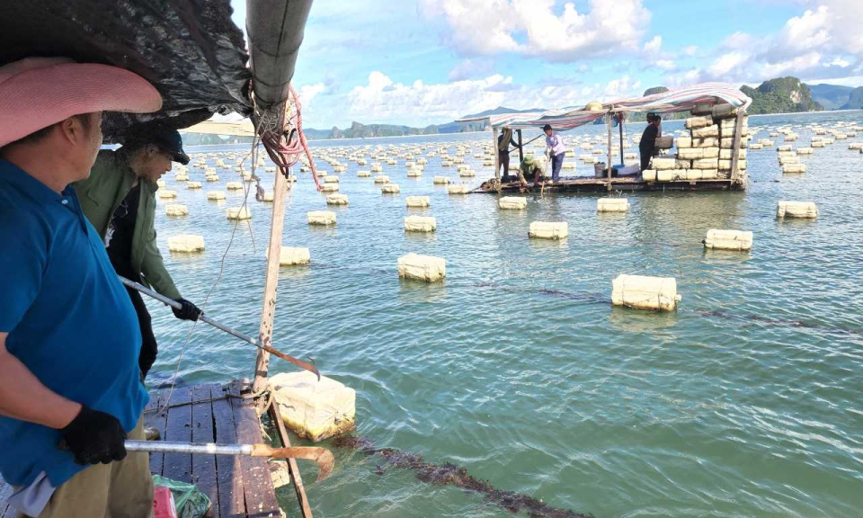 Vân Đồn: Quyết liệt chuyển đổi phao xốp