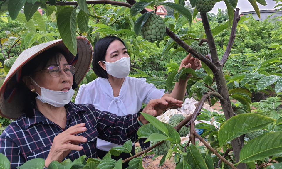 Nhân rộng các mô hình nông nghiệp công nghệ cao
