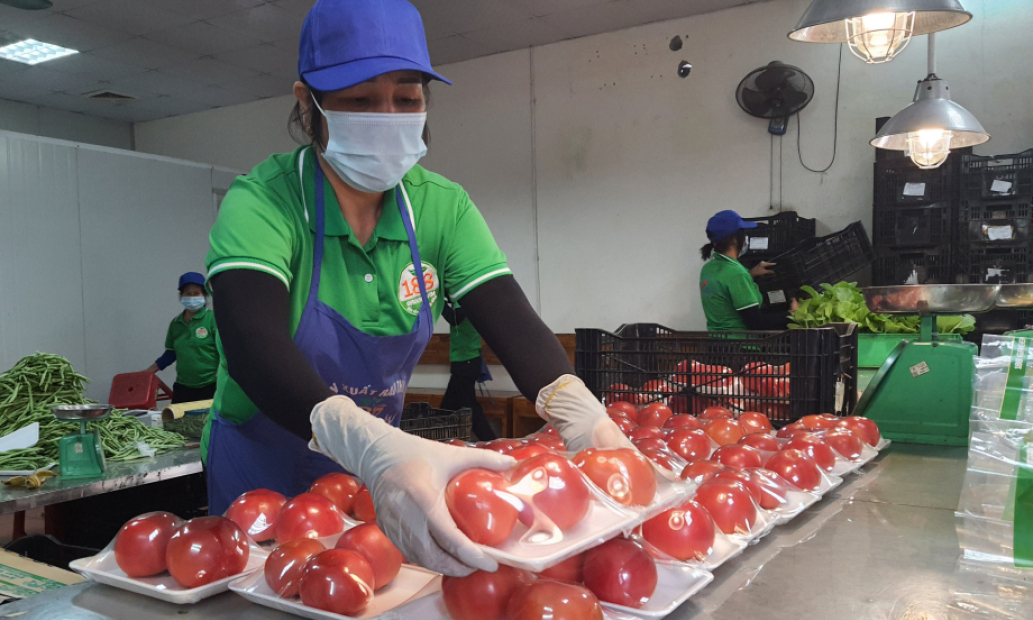 Nông nghiệp đô thị ở Đông Triều