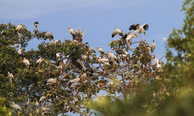 More protection of wild birds needed during migration season