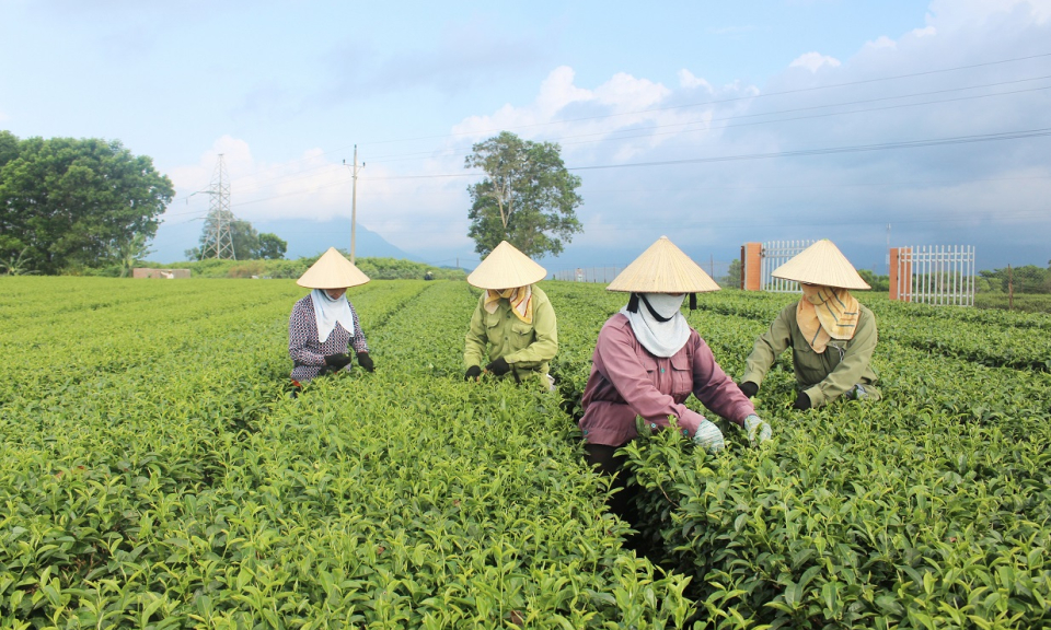 Hải Hà: Nâng cao giá trị từ chuyển dịch cơ cấu nông nghiệp