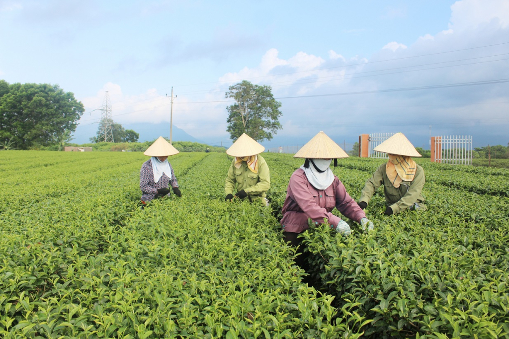 Farmers pick tea leaves at Quang Long commune.