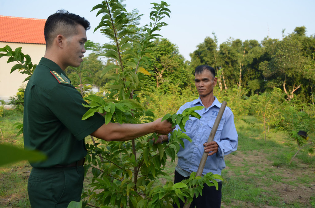 Cán bộ Đồn BPCK cảng Vạn Gia hướng dẫn anh Lê Văn Đặng kỹ thuật chăm sóc cây na bở.