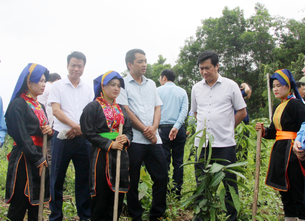Đồng chí Lưu Minh Thắng, Bí thư Đảng ủy, Chủ tịch UBND xã Đồn Đạc (Ba Chẽ) báo cáo với Chủ tịch UBND tỉnh về mô hình trồng cây quế trên địa bàn.