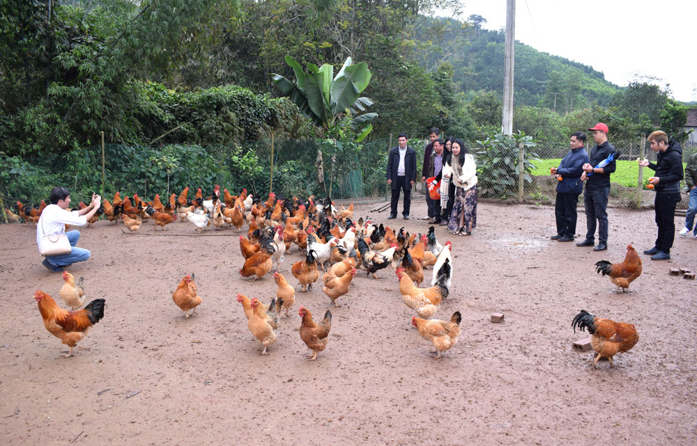 Nhiều du khách thích đến thăm những trang trại nuôi gà của người dân bản địa