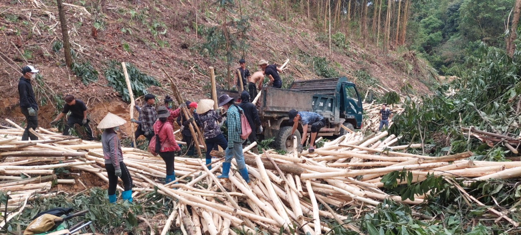 Nhân dân xã Bắc Sơn khai thác rừng trồng