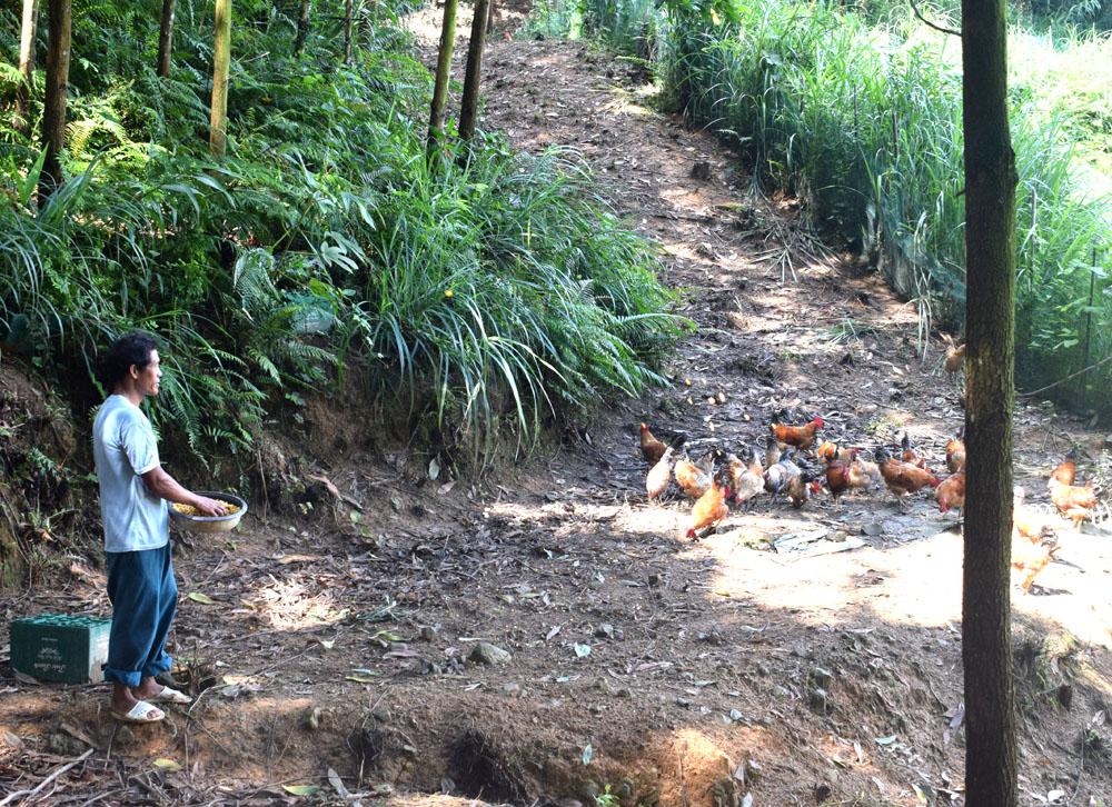 Anh Nguyễn Văn Cường thực hiện mô hình nuôi gà dưới tán rừng trồng trên diện tích rừng đồi rộng khoang 4 ha