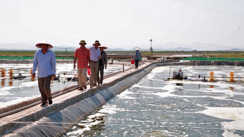 Người dân Đồng Rui , huyện Tiên Yên đã chuyển từ nuôi tôm quản cảnh sang nuôi tôm theo phương pháp công nghiệp để tăng  suất, sản lượng tôm.