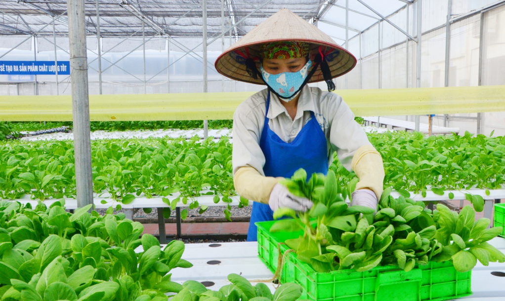 Thu hoạch rau trồng theo phương pháp thủy canh tại Công ty CP Đầu tư xây dựng và thương mại 188 (phường Mạo Khê, TX Đông Triều).