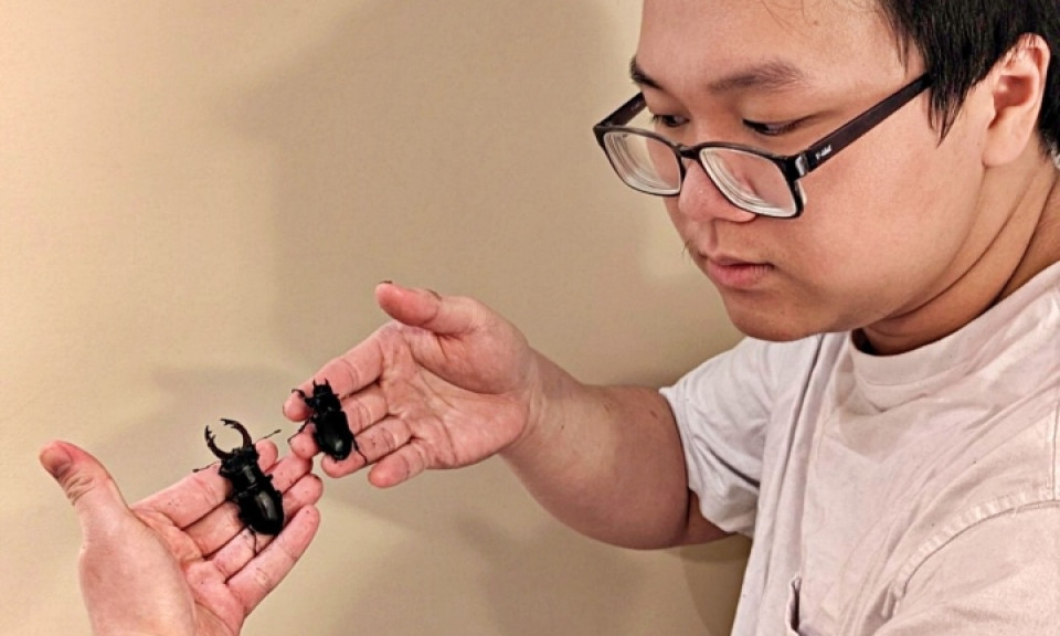 Thú chơi đắt đỏ của người trẻ: Biến côn trùng thành thú cưng