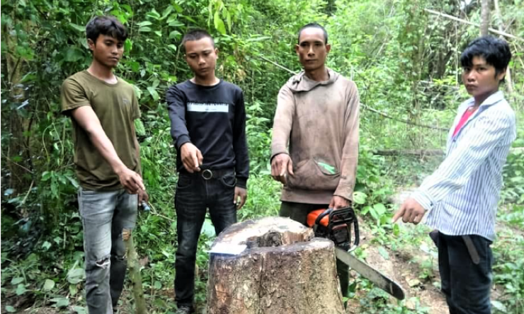 Rủ nhau vào khu bảo tồn đốn 3 cây gỗ giáng hương