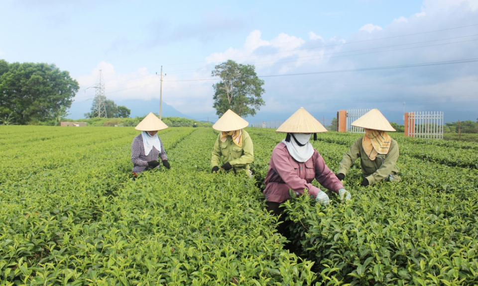 Improving economic values of tea production in Hai Ha district