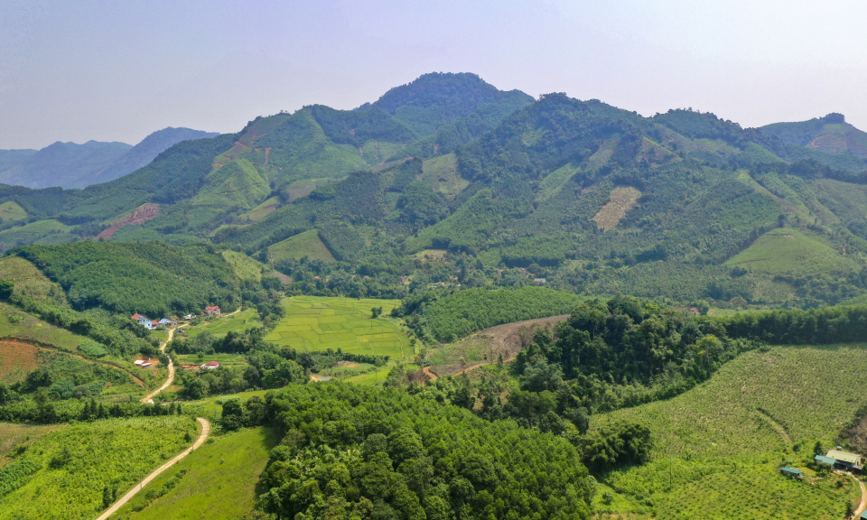 Dưới tán rừng xanh