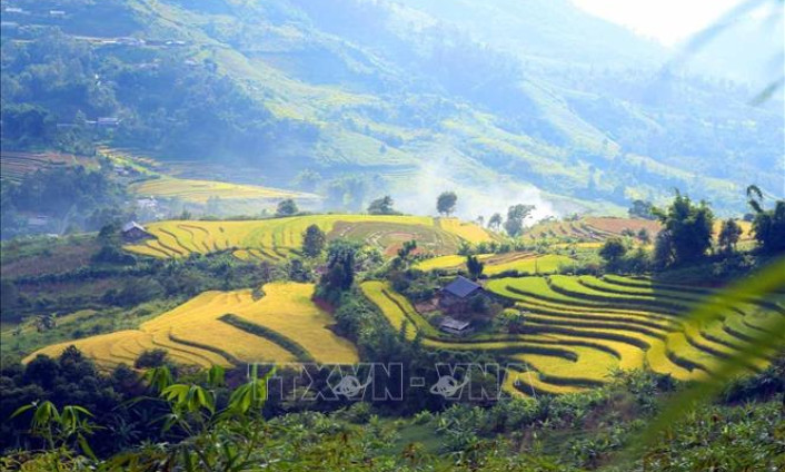 Mãn nhãn với 'Mùa vàng' trên vùng biên Phong Thổ (Lai Châu)