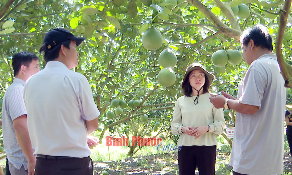 Đưa trái cây Bình Phước hướng ra “biển lớn”