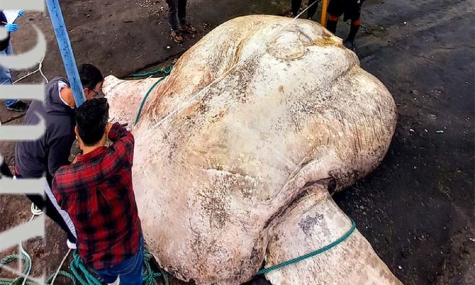 Cá mặt trăng khổng lồ nặng 2.744 kg lập kỷ lục thế giới