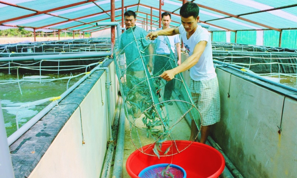Đảm bảo an toàn diện tích tôm nuôi vụ đông