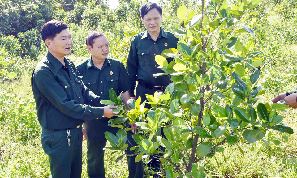 Vân Đồn: Hiệu quả phong trào thi đua “Cựu chiến binh gương mẫu”