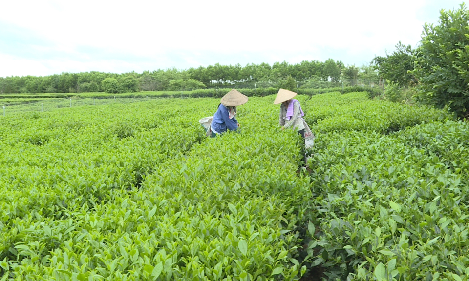 Về đích tỉnh nông thôn mới năm 2022: Vào cuộc đồng bộ, tích cực, hiệu quả